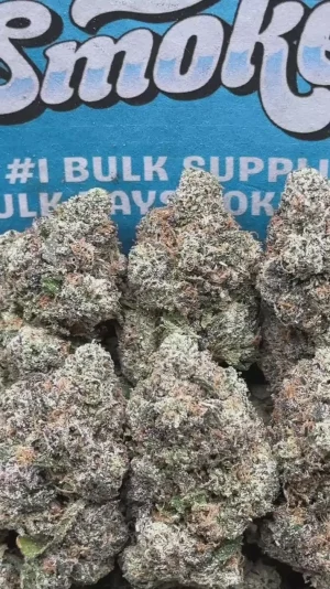 Cereal Milk (Hybrid)