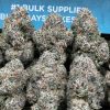 Blue Cherry Gelato (Indica Hybrid)