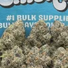 Rainbow Sherbet (Hybrid)