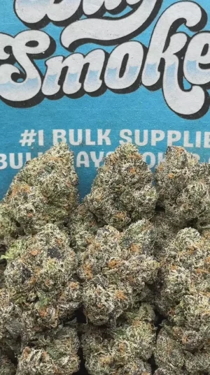 Rainbow Sherbet (Hybrid)