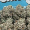 Jealousy X Gelato (Indica)